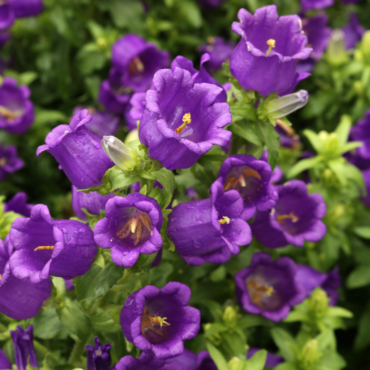 Campanula Medium Champion Blue-8060D Seeds, 20 seeds