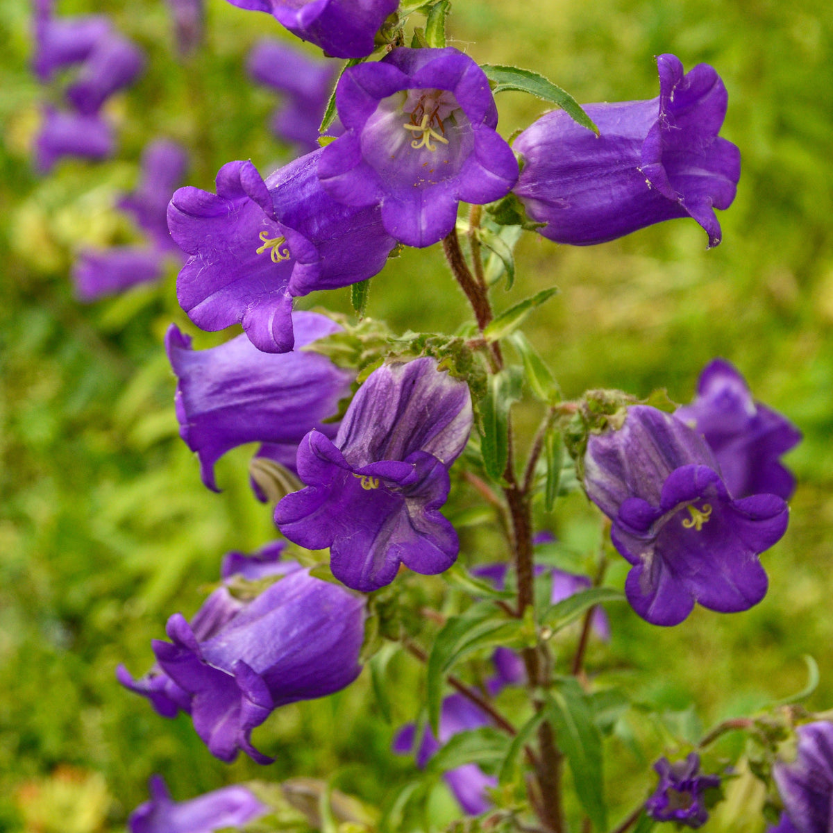 20s| Campanula Medium Champion Blue Seeds- Canterbury Bells – Heirloom, Non-GMO, Easy to Grow Perennial, Perfect for Borders, Rock Gardens, Cottage Gardens, and Pollinator-Friendly Landscapes#8060d