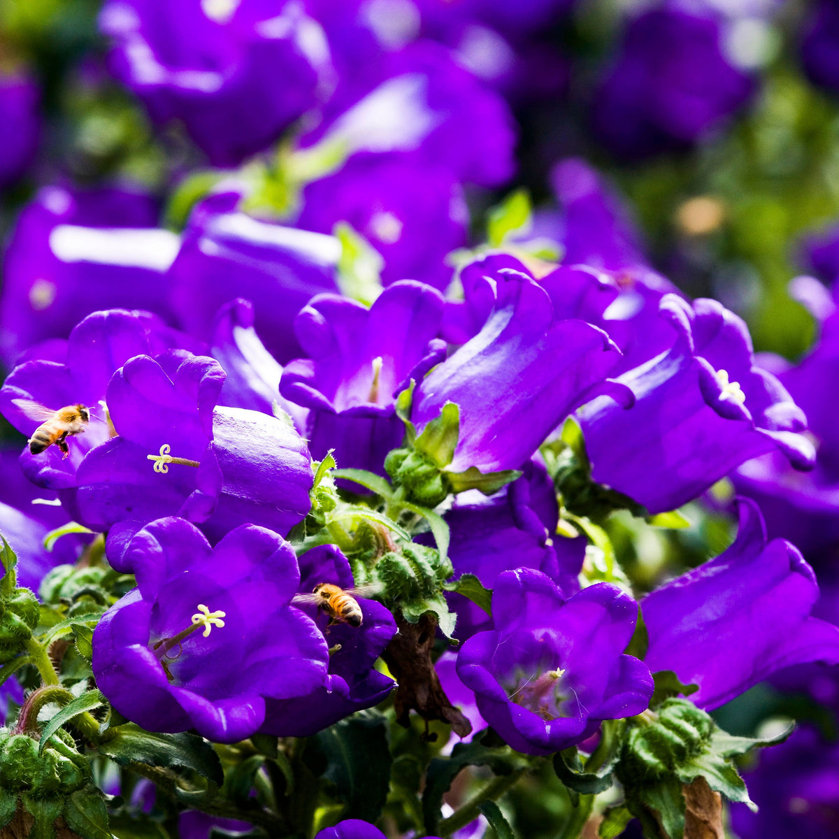 20s| Campanula Medium Champion Blue Seeds- Canterbury Bells – Heirloom, Non-GMO, Easy to Grow Perennial, Perfect for Borders, Rock Gardens, Cottage Gardens, and Pollinator-Friendly Landscapes#8060d