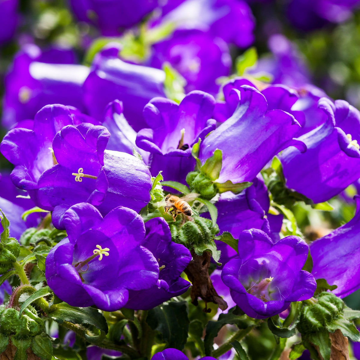 20s| Campanula Medium Champion Blue Seeds- Canterbury Bells – Heirloom, Non-GMO, Easy to Grow Perennial, Perfect for Borders, Rock Gardens, Cottage Gardens, and Pollinator-Friendly Landscapes#8060d