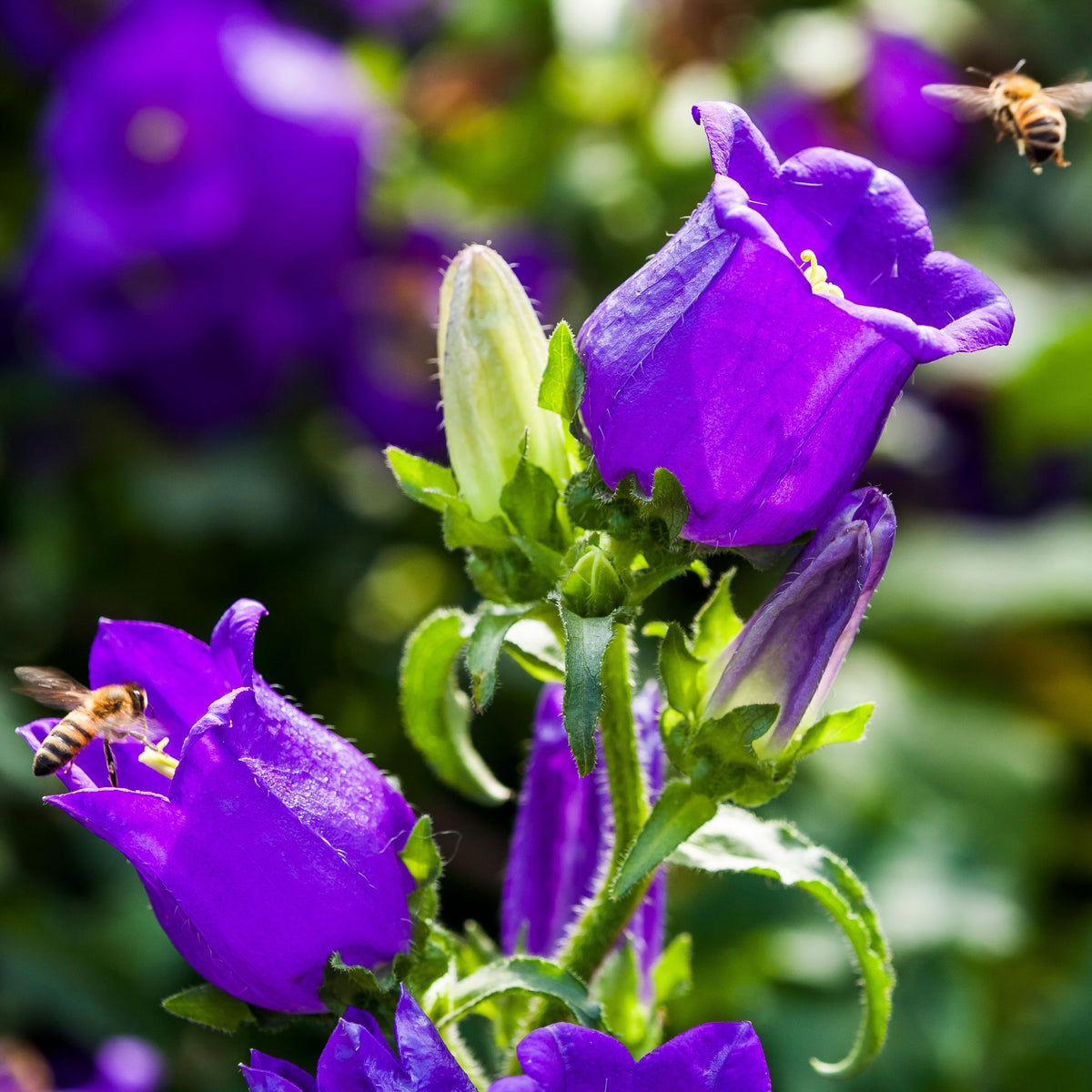 20s| Campanula Medium Champion Blue Seeds- Canterbury Bells – Heirloom, Non-GMO, Easy to Grow Perennial, Perfect for Borders, Rock Gardens, Cottage Gardens, and Pollinator-Friendly Landscapes#8060d