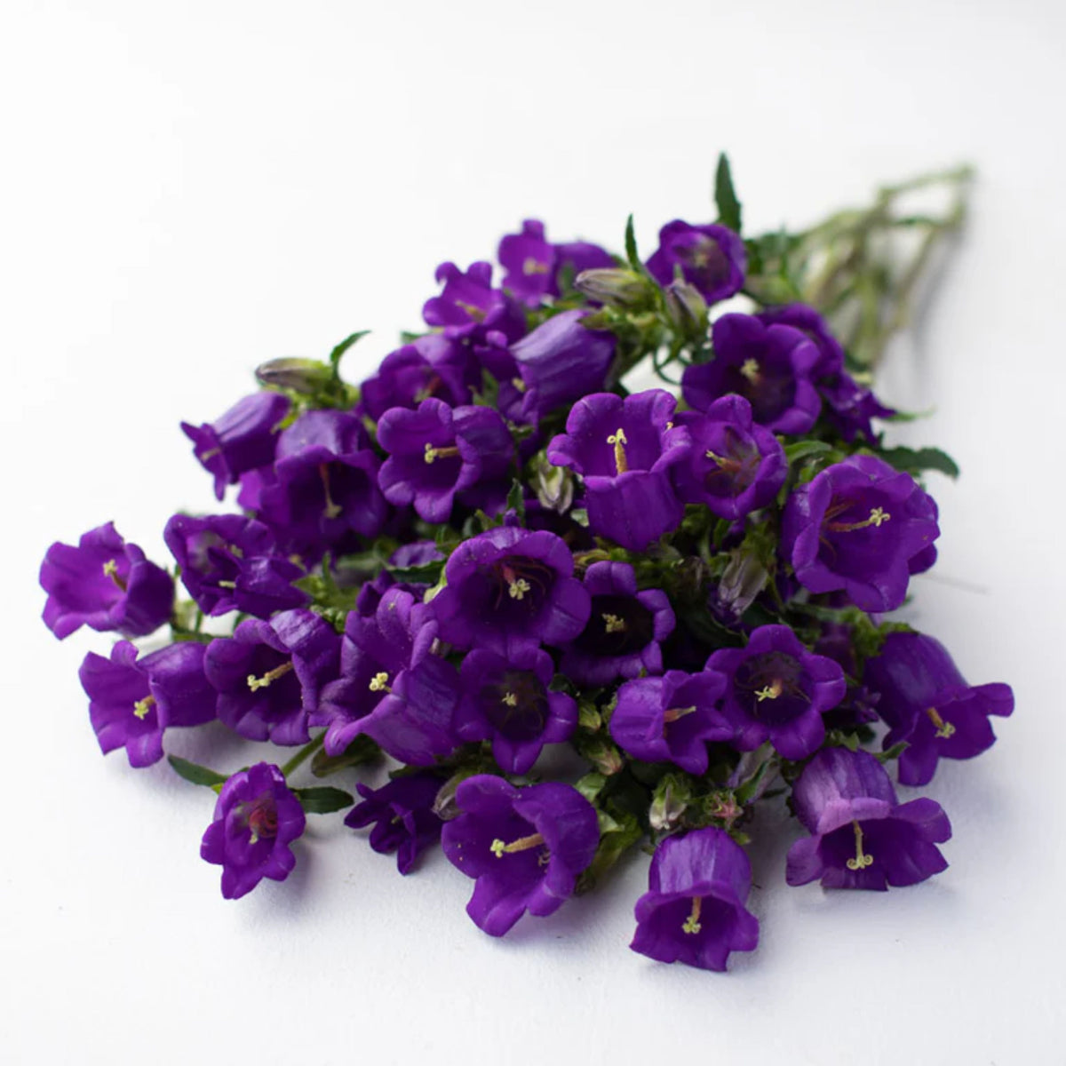 20s| Campanula Medium Champion Blue Seeds- Canterbury Bells – Heirloom, Non-GMO, Easy to Grow Perennial, Perfect for Borders, Rock Gardens, Cottage Gardens, and Pollinator-Friendly Landscapes#8060d