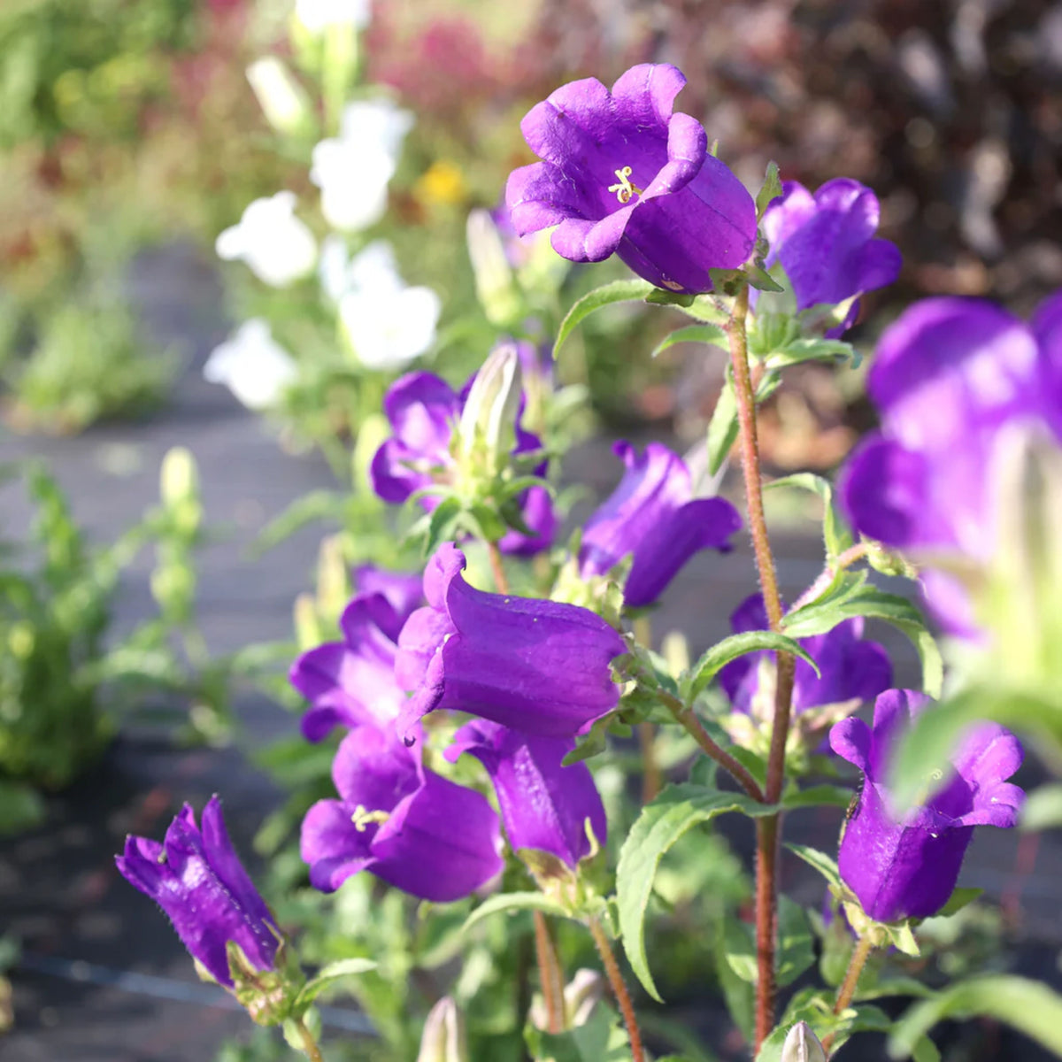 20s| Campanula Medium Champion Blue Seeds- Canterbury Bells – Heirloom, Non-GMO, Easy to Grow Perennial, Perfect for Borders, Rock Gardens, Cottage Gardens, and Pollinator-Friendly Landscapes#8060d