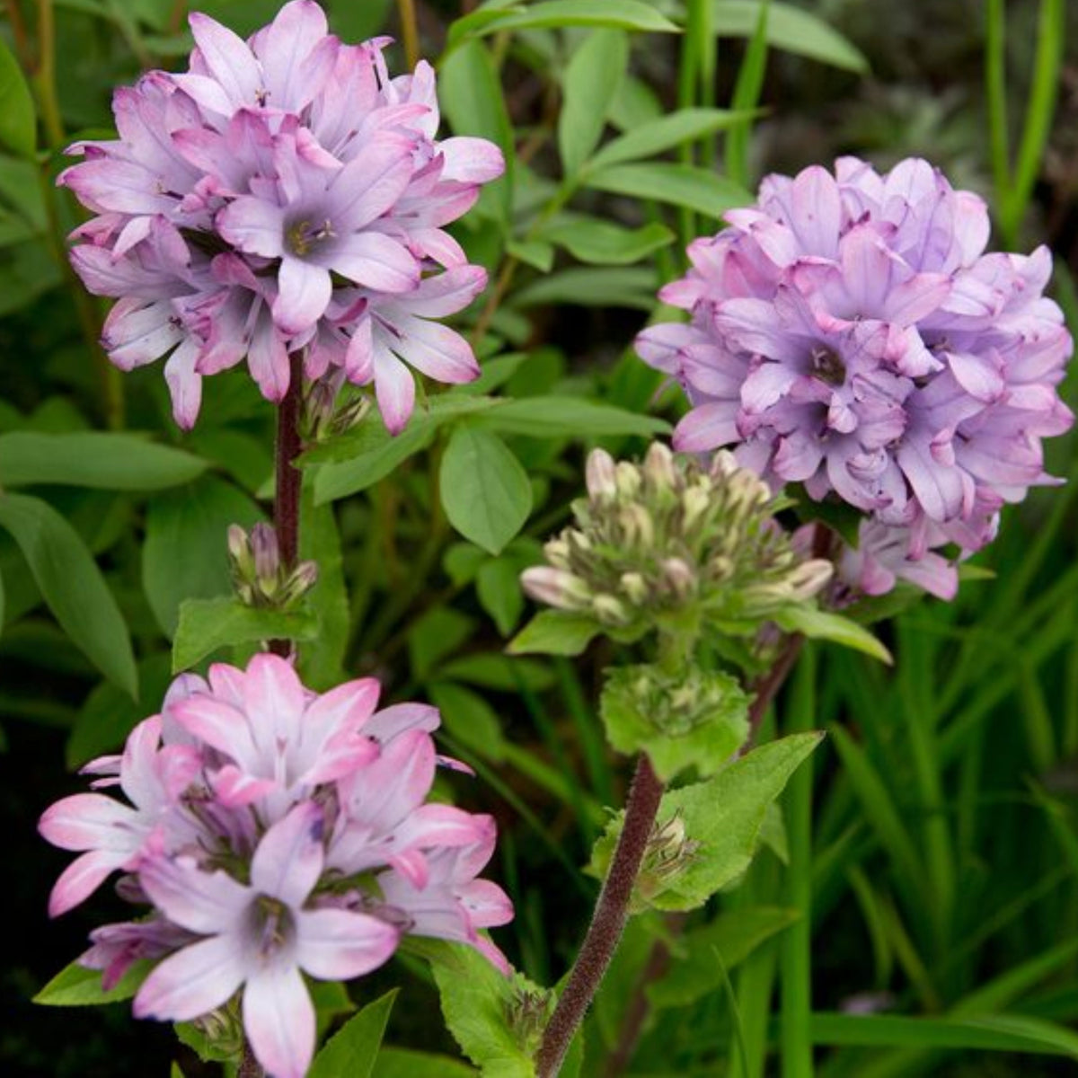 20s| Campanula glomerata 'Caroline' Seeds – Heirloom, Non-GMO, Easy to Grow Perennial, Perfect for Borders, Rock Gardens, Cottage Gardens, and Pollinator-Friendly Landscapes#8061