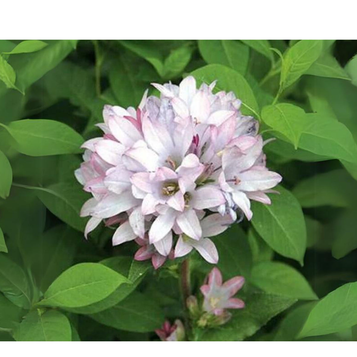 20s| Campanula glomerata 'Caroline' Seeds – Heirloom, Non-GMO, Easy to Grow Perennial, Perfect for Borders, Rock Gardens, Cottage Gardens, and Pollinator-Friendly Landscapes#8061