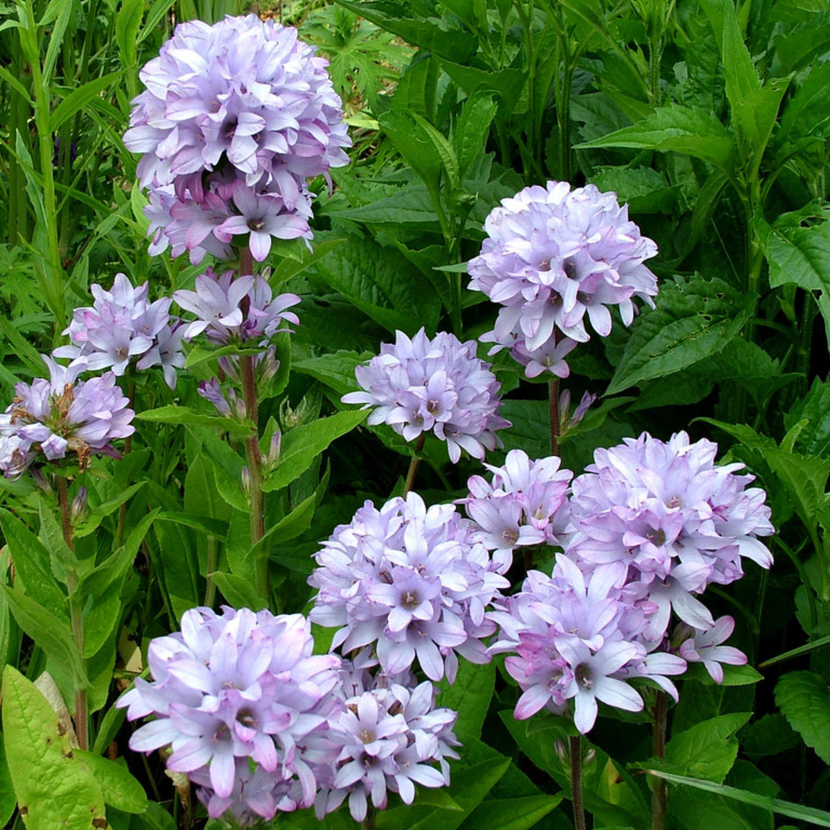 20s| Campanula glomerata 'Caroline' Seeds – Heirloom, Non-GMO, Easy to Grow Perennial, Perfect for Borders, Rock Gardens, Cottage Gardens, and Pollinator-Friendly Landscapes#8061