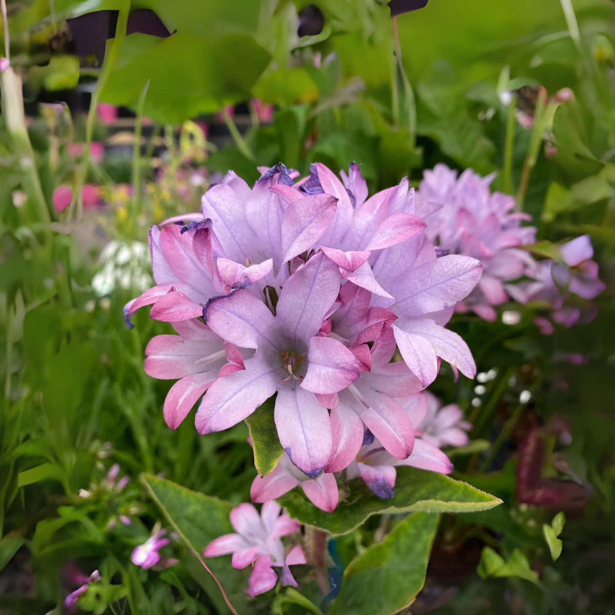 20s| Campanula glomerata 'Caroline' Seeds – Heirloom, Non-GMO, Easy to Grow Perennial, Perfect for Borders, Rock Gardens, Cottage Gardens, and Pollinator-Friendly Landscapes#8061