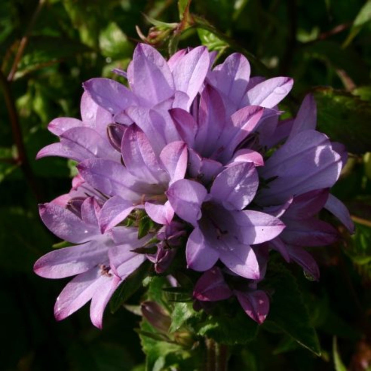 20s| Campanula glomerata 'Caroline' Seeds – Heirloom, Non-GMO, Easy to Grow Perennial, Perfect for Borders, Rock Gardens, Cottage Gardens, and Pollinator-Friendly Landscapes#8061