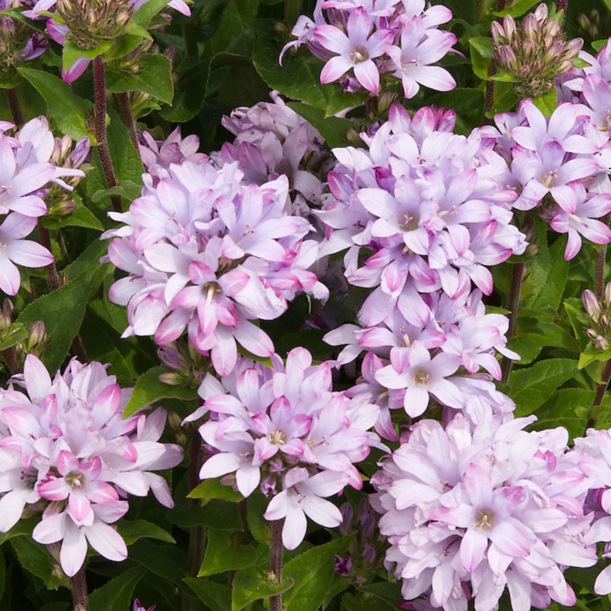 20s| Campanula glomerata 'Caroline' Seeds – Heirloom, Non-GMO, Easy to Grow Perennial, Perfect for Borders, Rock Gardens, Cottage Gardens, and Pollinator-Friendly Landscapes#8061