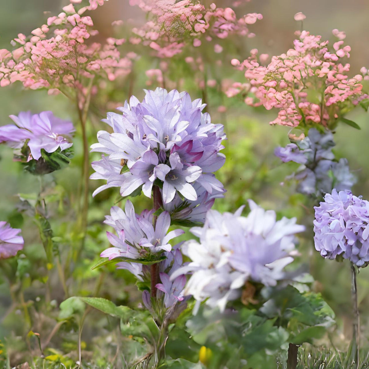 20s| Campanula glomerata 'Caroline' Seeds – Heirloom, Non-GMO, Easy to Grow Perennial, Perfect for Borders, Rock Gardens, Cottage Gardens, and Pollinator-Friendly Landscapes#8061