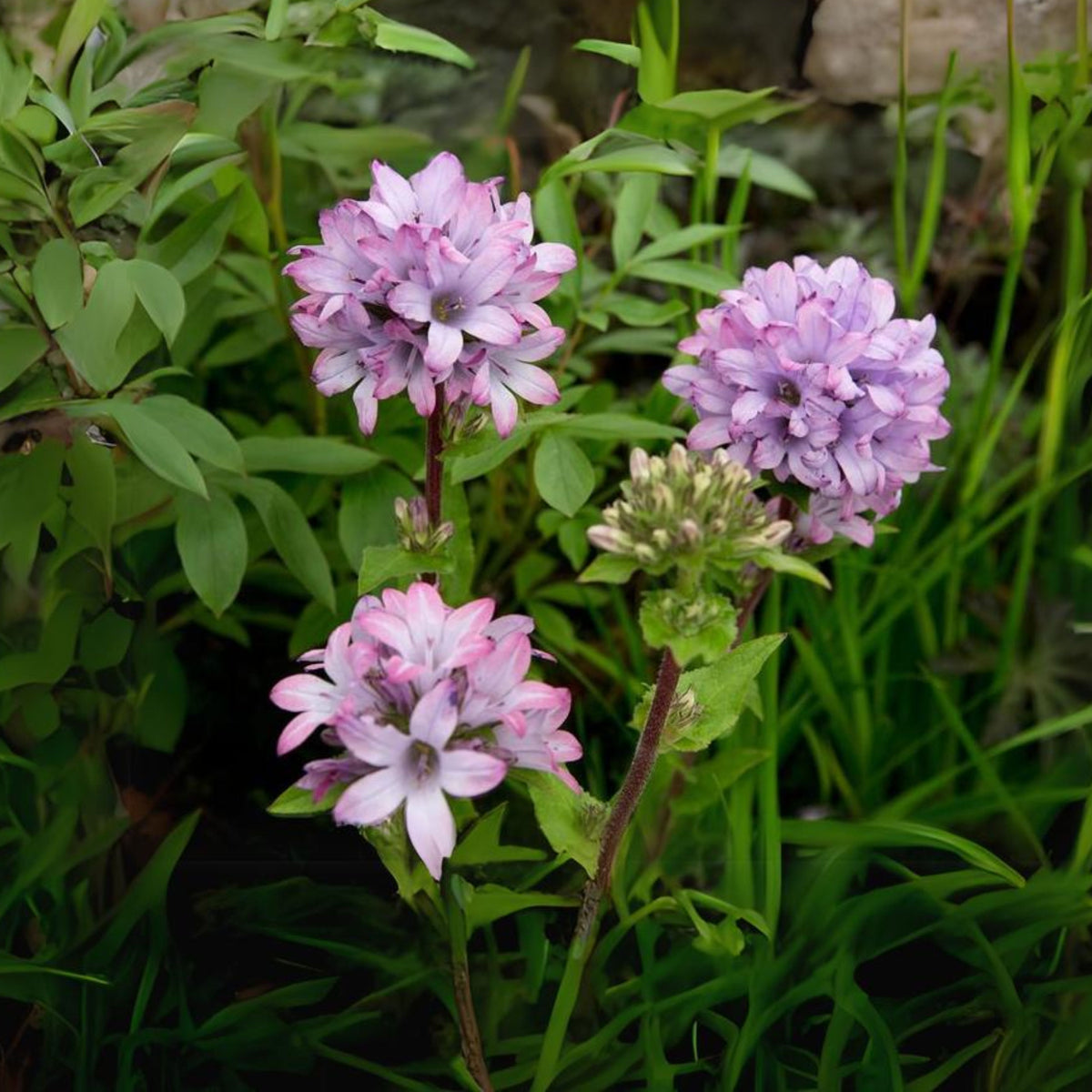 20s| Campanula glomerata 'Caroline' Seeds – Heirloom, Non-GMO, Easy to Grow Perennial, Perfect for Borders, Rock Gardens, Cottage Gardens, and Pollinator-Friendly Landscapes#8061