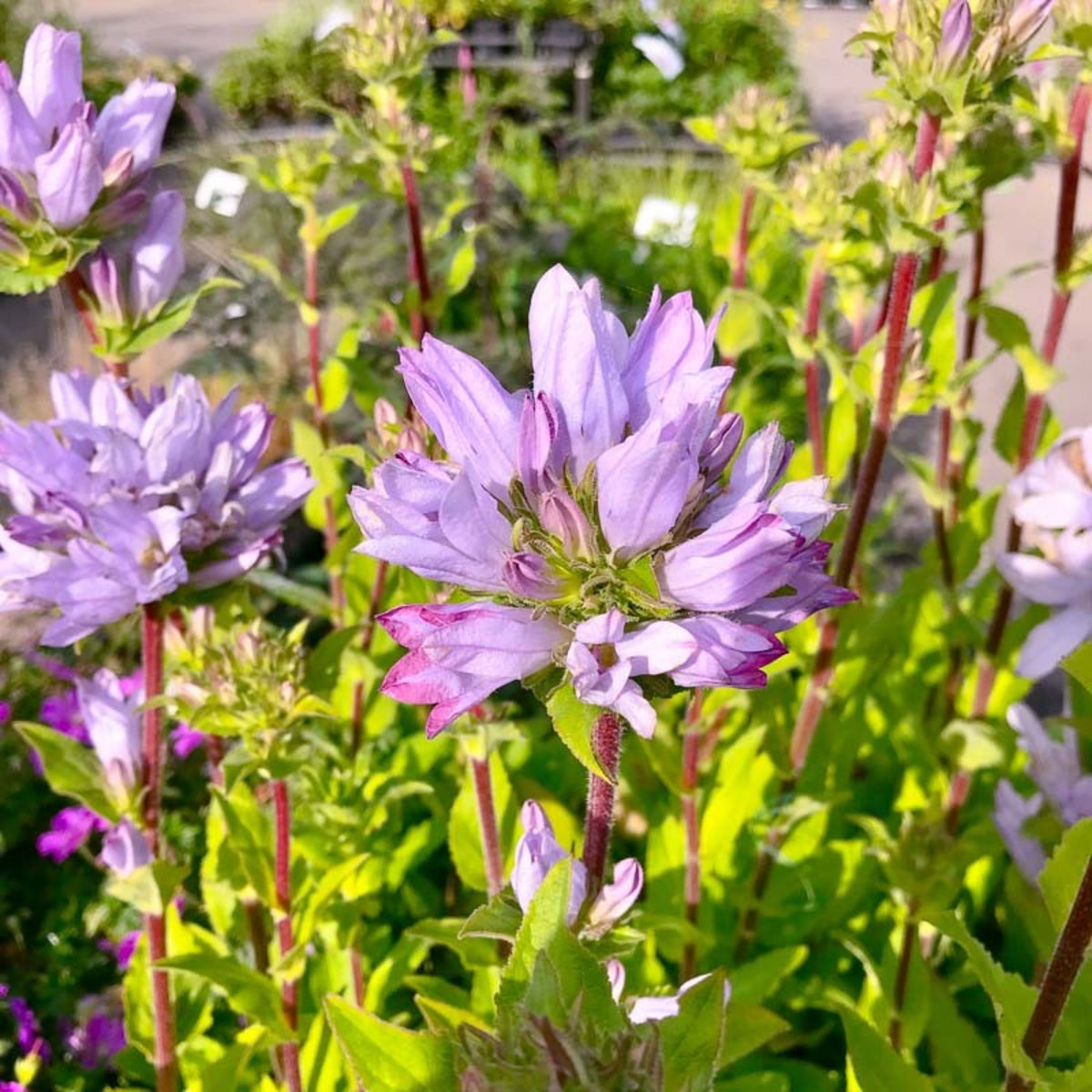 20s| Campanula glomerata 'Caroline' Seeds – Heirloom, Non-GMO, Easy to Grow Perennial, Perfect for Borders, Rock Gardens, Cottage Gardens, and Pollinator-Friendly Landscapes#8061