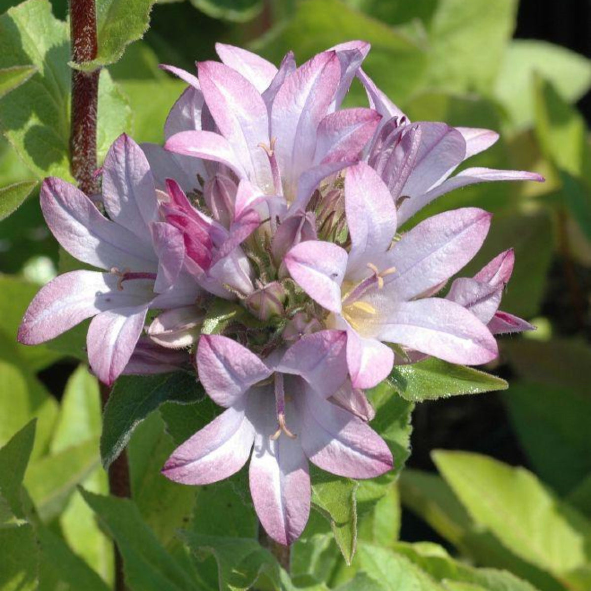 20s| Campanula glomerata 'Caroline' Seeds – Heirloom, Non-GMO, Easy to Grow Perennial, Perfect for Borders, Rock Gardens, Cottage Gardens, and Pollinator-Friendly Landscapes#8061