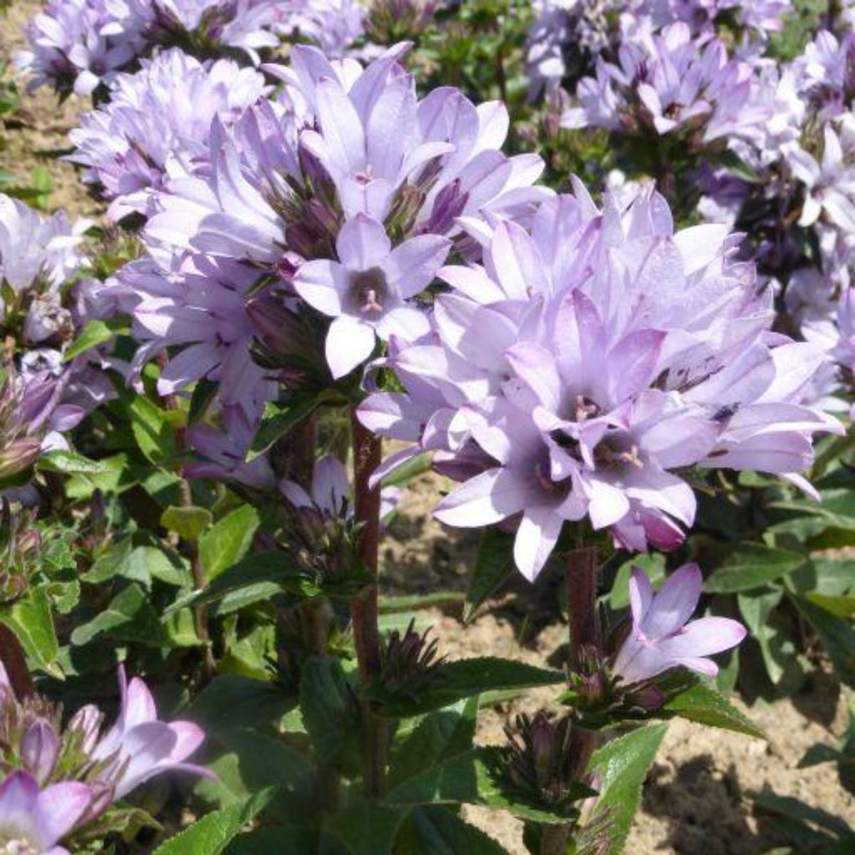 20s| Campanula glomerata 'Caroline' Seeds – Heirloom, Non-GMO, Easy to Grow Perennial, Perfect for Borders, Rock Gardens, Cottage Gardens, and Pollinator-Friendly Landscapes#8061