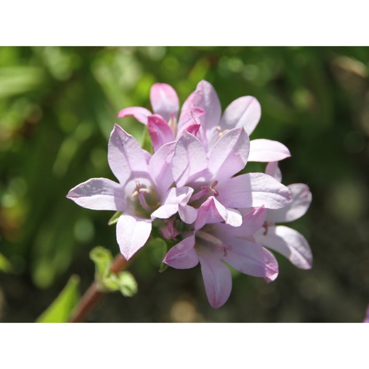 Caroline Campanula Glomerata Bellflowers Seeds - Perennial, 20 seeds