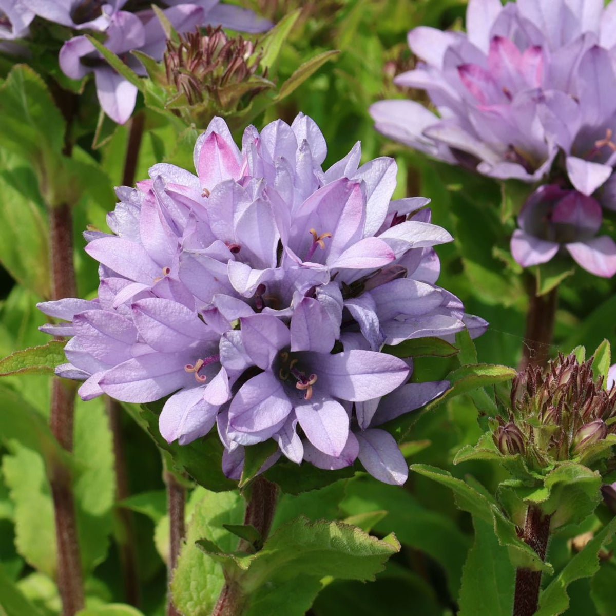 20s| Campanula glomerata 'Caroline' Seeds – Heirloom, Non-GMO, Easy to Grow Perennial, Perfect for Borders, Rock Gardens, Cottage Gardens, and Pollinator-Friendly Landscapes#8061