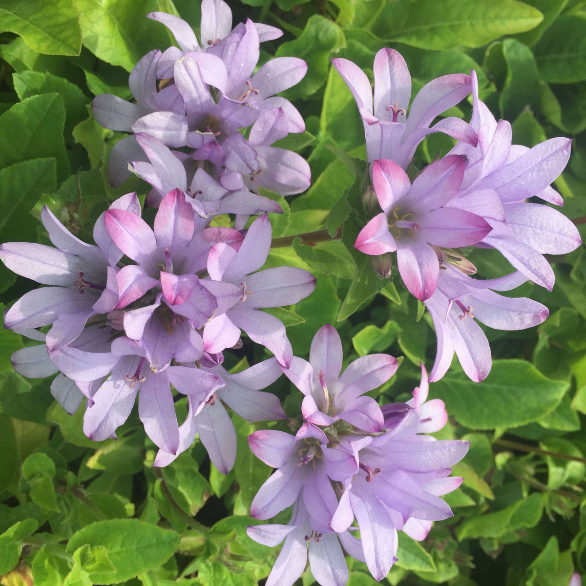 20s| Campanula glomerata 'Caroline' Seeds – Heirloom, Non-GMO, Easy to Grow Perennial, Perfect for Borders, Rock Gardens, Cottage Gardens, and Pollinator-Friendly Landscapes#8061