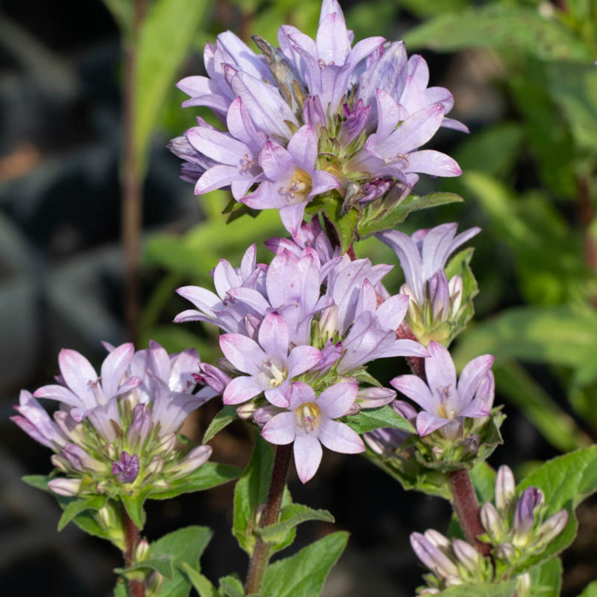 20s| Campanula glomerata 'Caroline' Seeds – Heirloom, Non-GMO, Easy to Grow Perennial, Perfect for Borders, Rock Gardens, Cottage Gardens, and Pollinator-Friendly Landscapes#8061