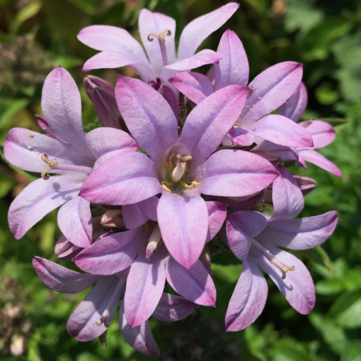 20s| Campanula glomerata 'Caroline' Seeds – Heirloom, Non-GMO, Easy to Grow Perennial, Perfect for Borders, Rock Gardens, Cottage Gardens, and Pollinator-Friendly Landscapes#8061