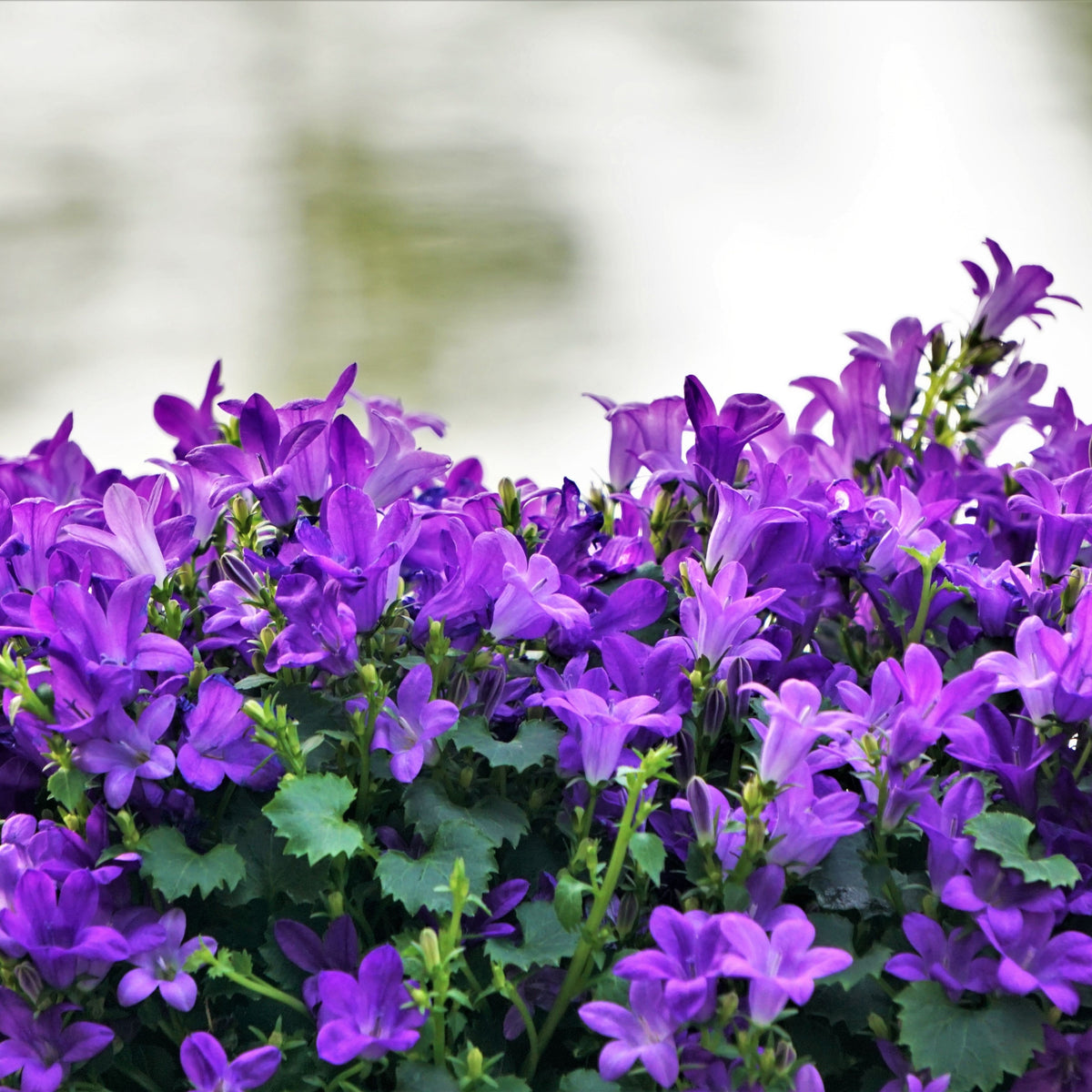 20s| Campanula portenschlagiana - Bellflowers Seeds – Heirloom, Non-GMO, Easy to Grow Perennial, Perfect for Borders, Rock Gardens, Cottage Gardens, and Pollinator-Friendly Landscapes#8063