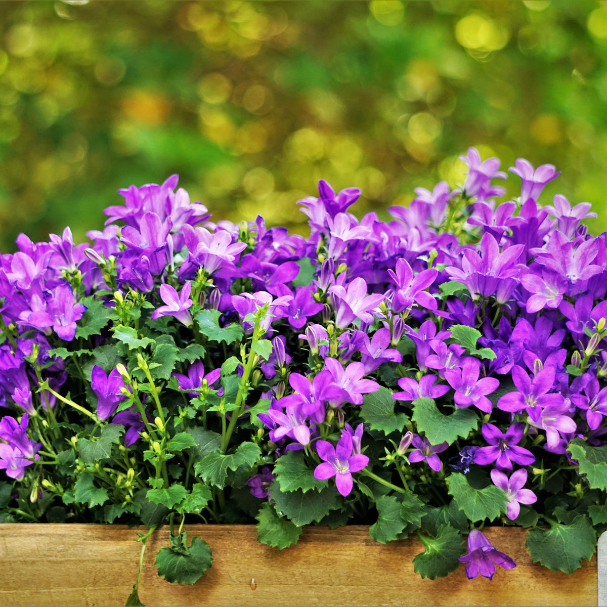20s| Campanula portenschlagiana - Bellflowers Seeds – Heirloom, Non-GMO, Easy to Grow Perennial, Perfect for Borders, Rock Gardens, Cottage Gardens, and Pollinator-Friendly Landscapes#8063