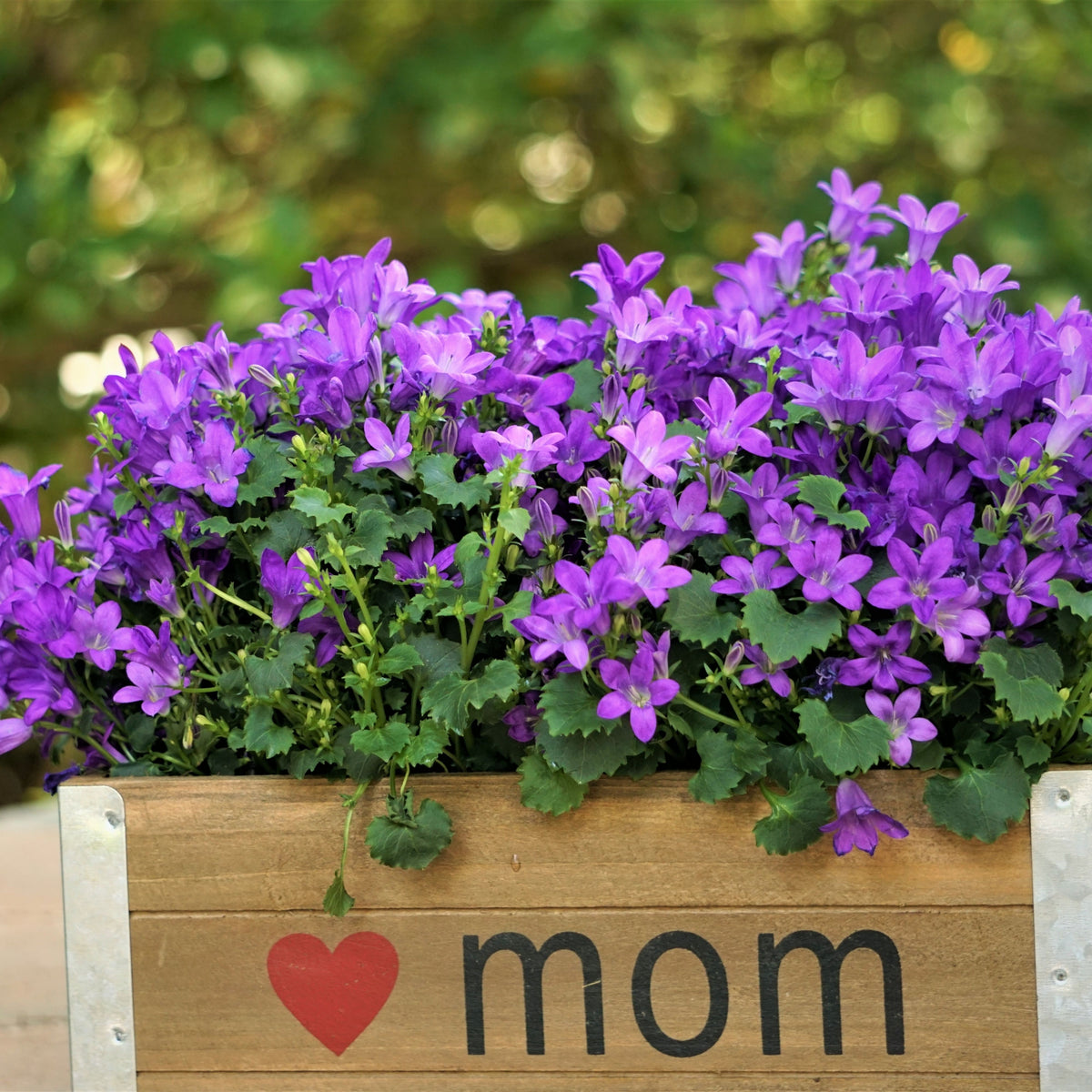20s| Campanula portenschlagiana - Bellflowers Seeds – Heirloom, Non-GMO, Easy to Grow Perennial, Perfect for Borders, Rock Gardens, Cottage Gardens, and Pollinator-Friendly Landscapes#8063