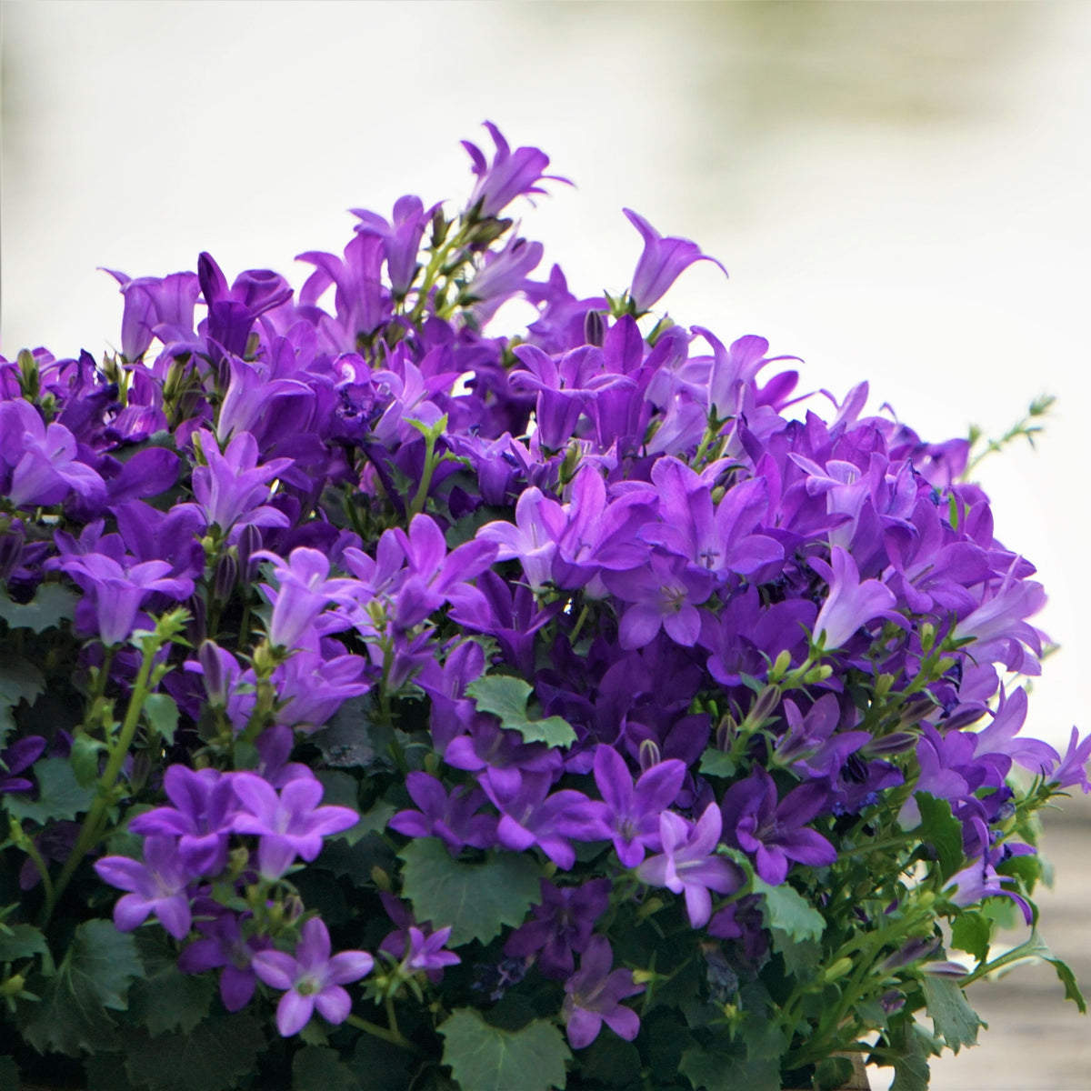 20s| Campanula portenschlagiana - Bellflowers Seeds – Heirloom, Non-GMO, Easy to Grow Perennial, Perfect for Borders, Rock Gardens, Cottage Gardens, and Pollinator-Friendly Landscapes#8063
