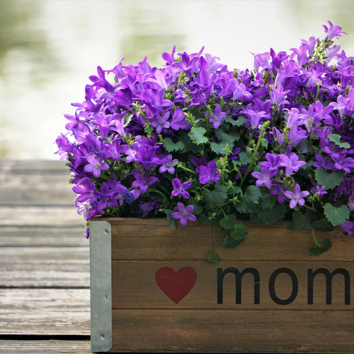 20s| Campanula portenschlagiana - Bellflowers Seeds – Heirloom, Non-GMO, Easy to Grow Perennial, Perfect for Borders, Rock Gardens, Cottage Gardens, and Pollinator-Friendly Landscapes#8063