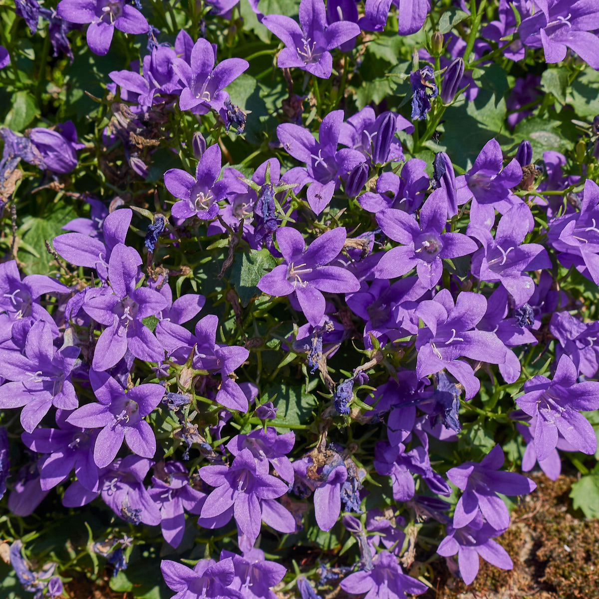 20s| Campanula portenschlagiana - Bellflowers Seeds – Heirloom, Non-GMO, Easy to Grow Perennial, Perfect for Borders, Rock Gardens, Cottage Gardens, and Pollinator-Friendly Landscapes#8063