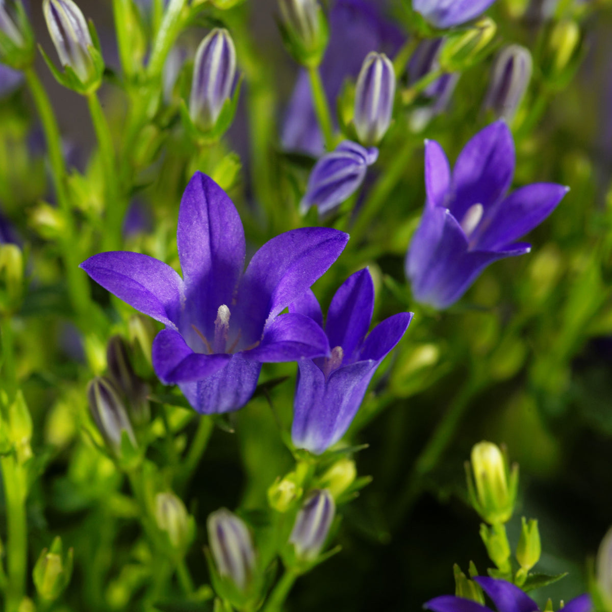 20s| Campanula portenschlagiana - Bellflowers Seeds – Heirloom, Non-GMO, Easy to Grow Perennial, Perfect for Borders, Rock Gardens, Cottage Gardens, and Pollinator-Friendly Landscapes#8063
