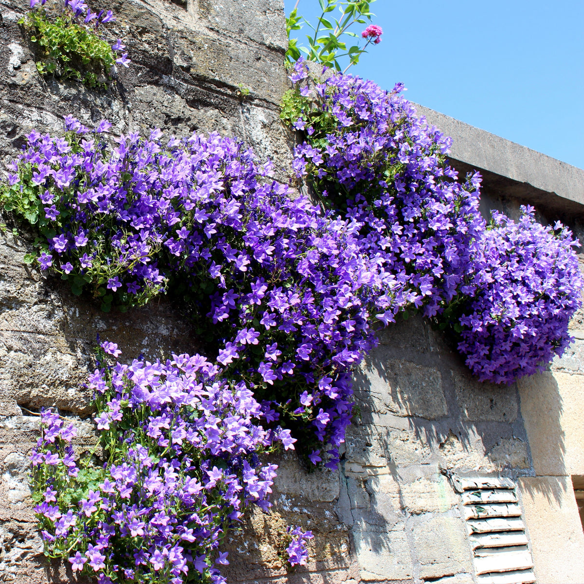 20s| Campanula portenschlagiana - Bellflowers Seeds – Heirloom, Non-GMO, Easy to Grow Perennial, Perfect for Borders, Rock Gardens, Cottage Gardens, and Pollinator-Friendly Landscapes#8063