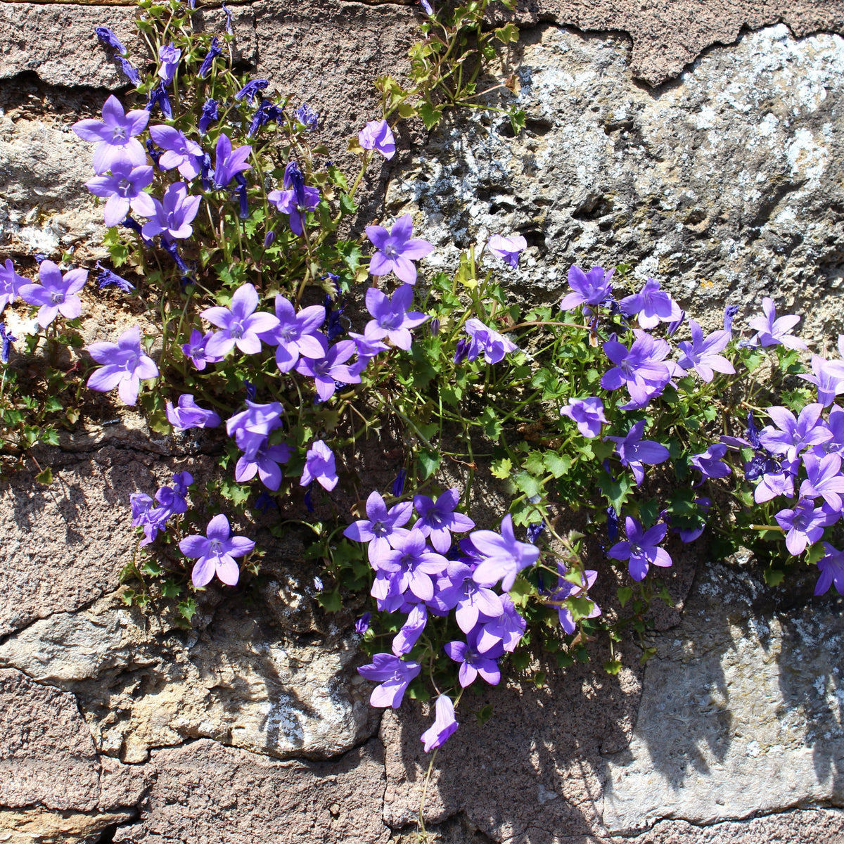 20s| Campanula portenschlagiana - Bellflowers Seeds – Heirloom, Non-GMO, Easy to Grow Perennial, Perfect for Borders, Rock Gardens, Cottage Gardens, and Pollinator-Friendly Landscapes#8063
