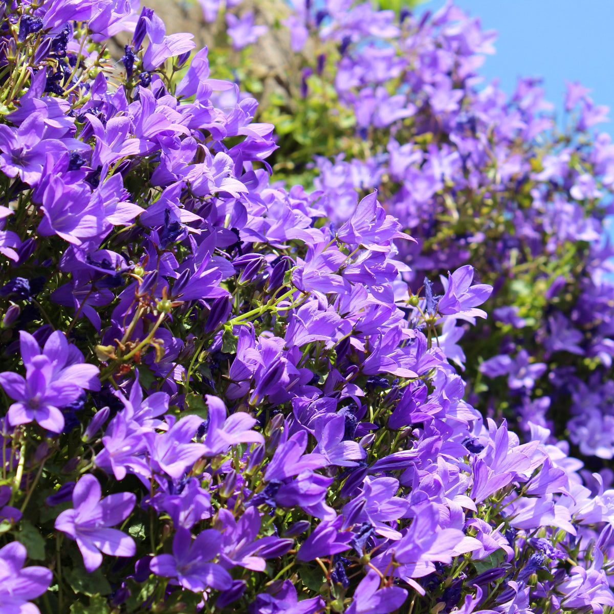 20s| Campanula portenschlagiana - Bellflowers Seeds – Heirloom, Non-GMO, Easy to Grow Perennial, Perfect for Borders, Rock Gardens, Cottage Gardens, and Pollinator-Friendly Landscapes#8063