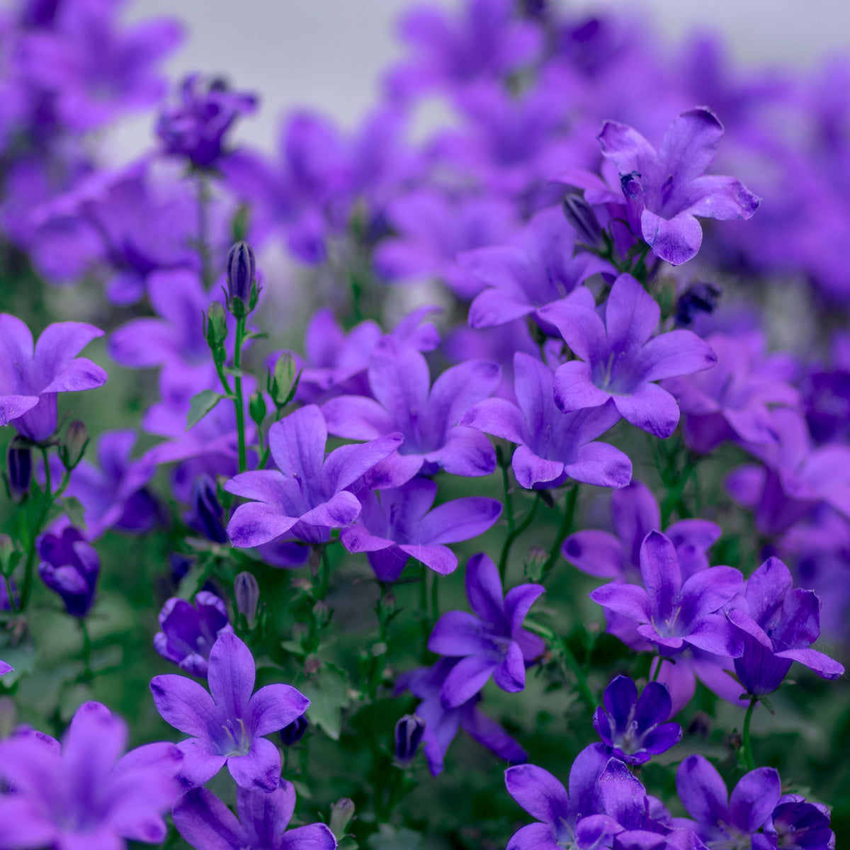 20s| Campanula portenschlagiana - Bellflowers Seeds – Heirloom, Non-GMO, Easy to Grow Perennial, Perfect for Borders, Rock Gardens, Cottage Gardens, and Pollinator-Friendly Landscapes#8063