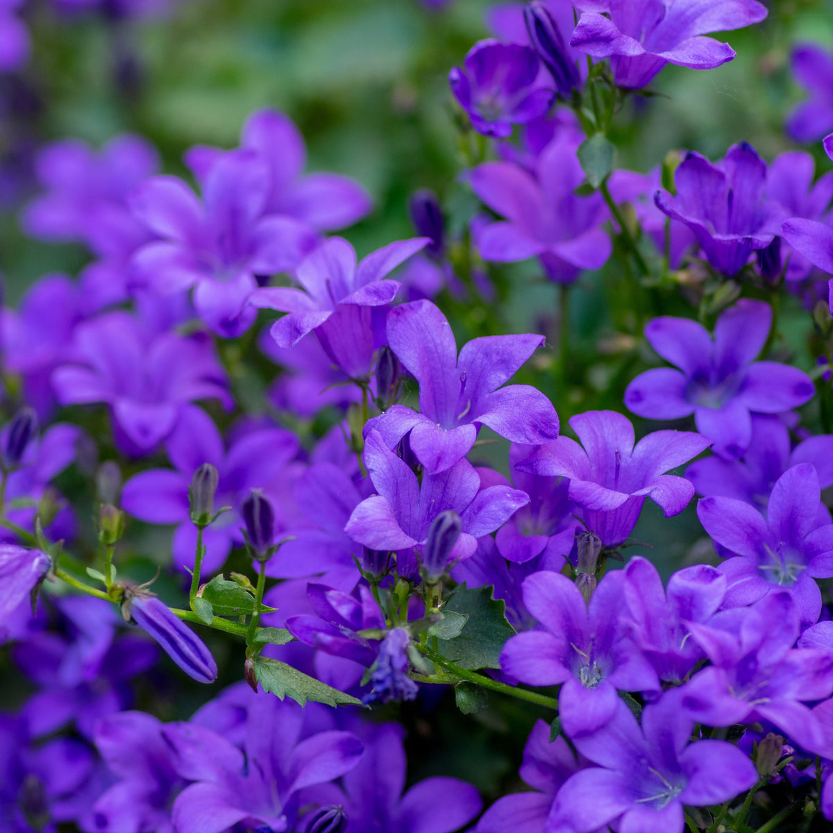 20s| Campanula portenschlagiana - Bellflowers Seeds – Heirloom, Non-GMO, Easy to Grow Perennial, Perfect for Borders, Rock Gardens, Cottage Gardens, and Pollinator-Friendly Landscapes#8063