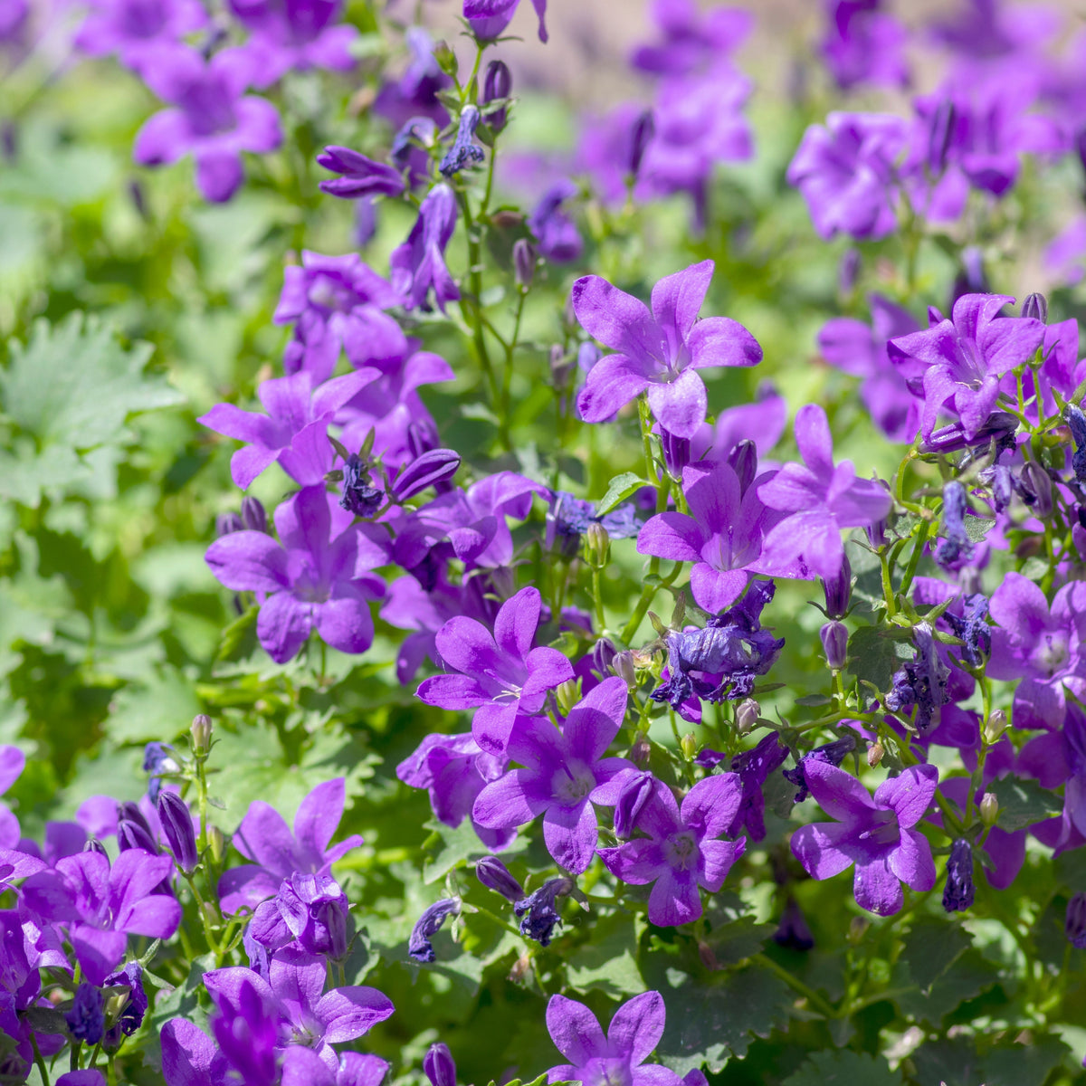 20s| Campanula portenschlagiana - Bellflowers Seeds – Heirloom, Non-GMO, Easy to Grow Perennial, Perfect for Borders, Rock Gardens, Cottage Gardens, and Pollinator-Friendly Landscapes#8063