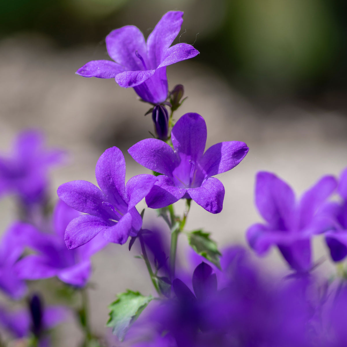 20s| Campanula portenschlagiana - Bellflowers Seeds – Heirloom, Non-GMO, Easy to Grow Perennial, Perfect for Borders, Rock Gardens, Cottage Gardens, and Pollinator-Friendly Landscapes#8063