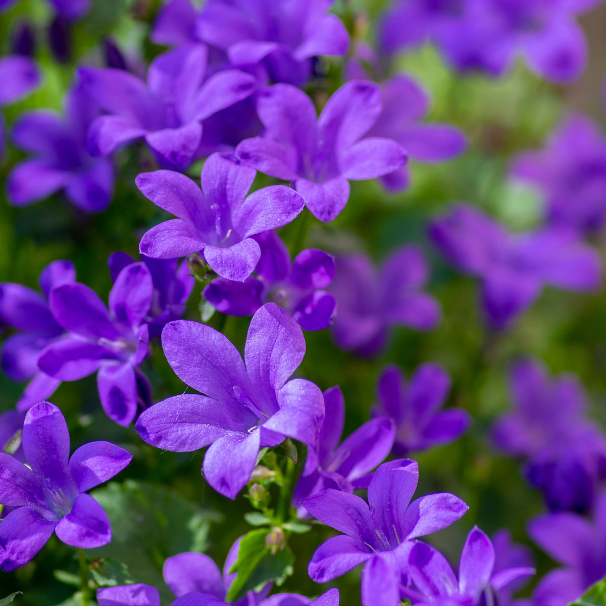 20s| Campanula portenschlagiana - Bellflowers Seeds – Heirloom, Non-GMO, Easy to Grow Perennial, Perfect for Borders, Rock Gardens, Cottage Gardens, and Pollinator-Friendly Landscapes#8063