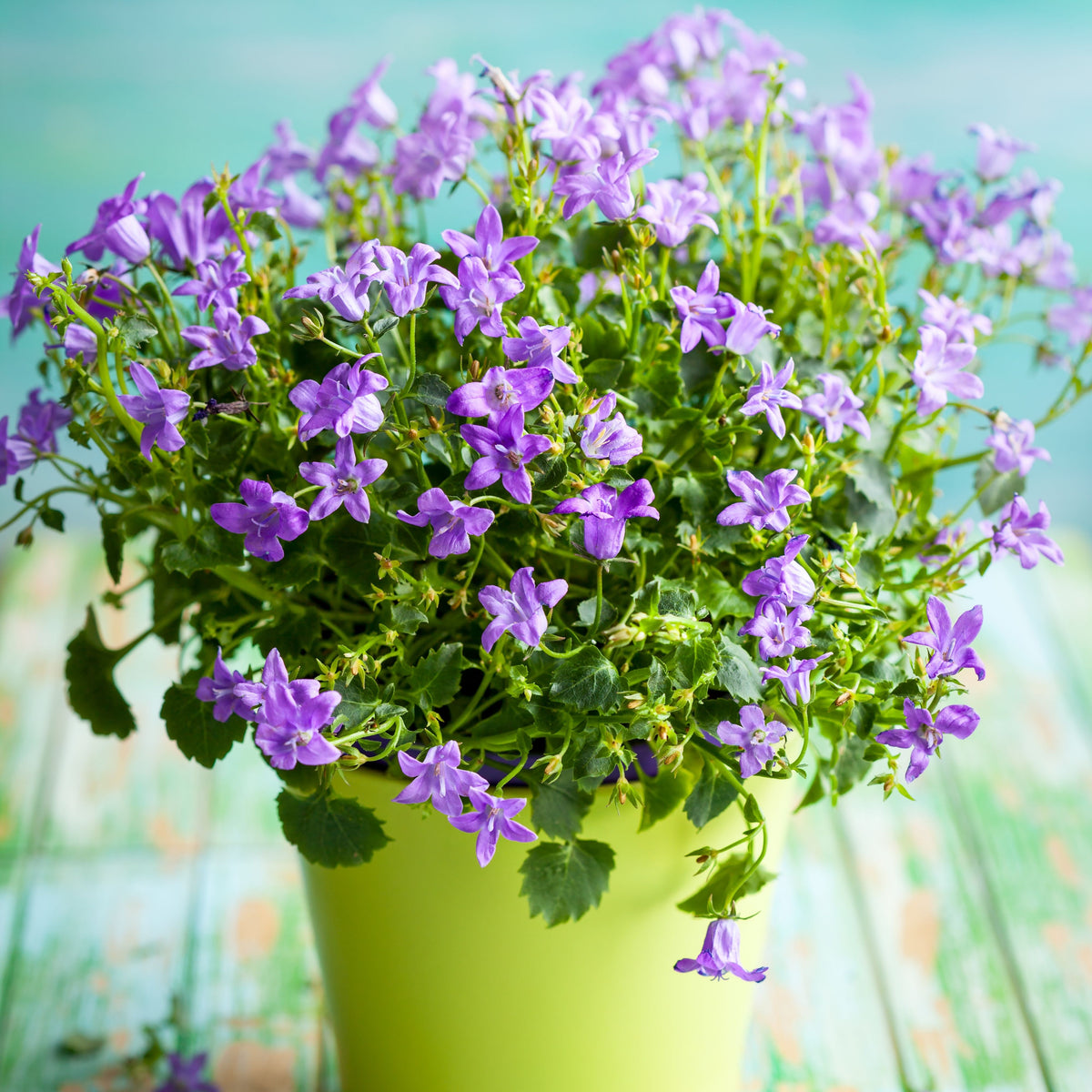 20s| Campanula portenschlagiana - Bellflowers Seeds – Heirloom, Non-GMO, Easy to Grow Perennial, Perfect for Borders, Rock Gardens, Cottage Gardens, and Pollinator-Friendly Landscapes#8063