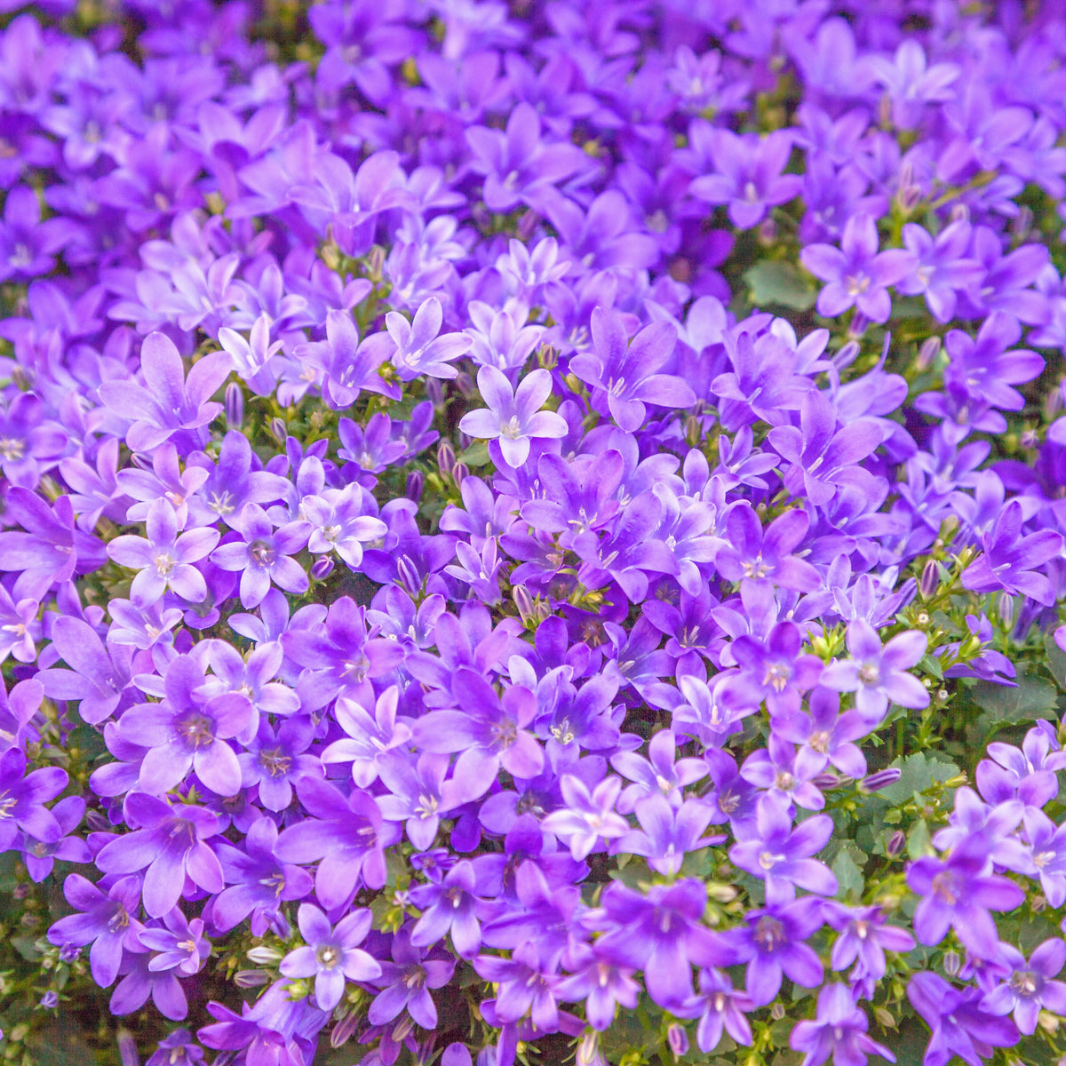 20s| Campanula portenschlagiana - Bellflowers Seeds – Heirloom, Non-GMO, Easy to Grow Perennial, Perfect for Borders, Rock Gardens, Cottage Gardens, and Pollinator-Friendly Landscapes#8063