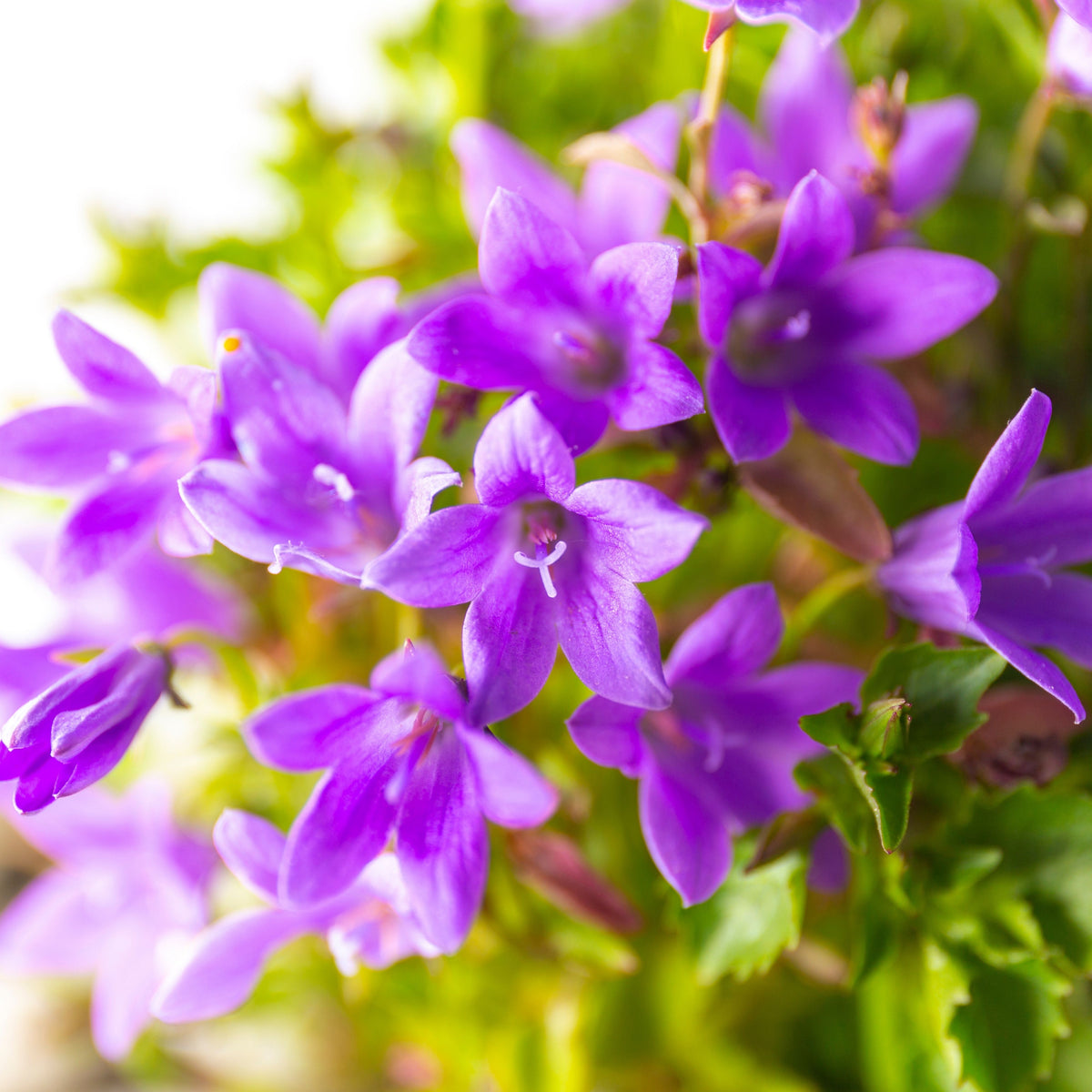 20s| Campanula portenschlagiana - Bellflowers Seeds – Heirloom, Non-GMO, Easy to Grow Perennial, Perfect for Borders, Rock Gardens, Cottage Gardens, and Pollinator-Friendly Landscapes#8063
