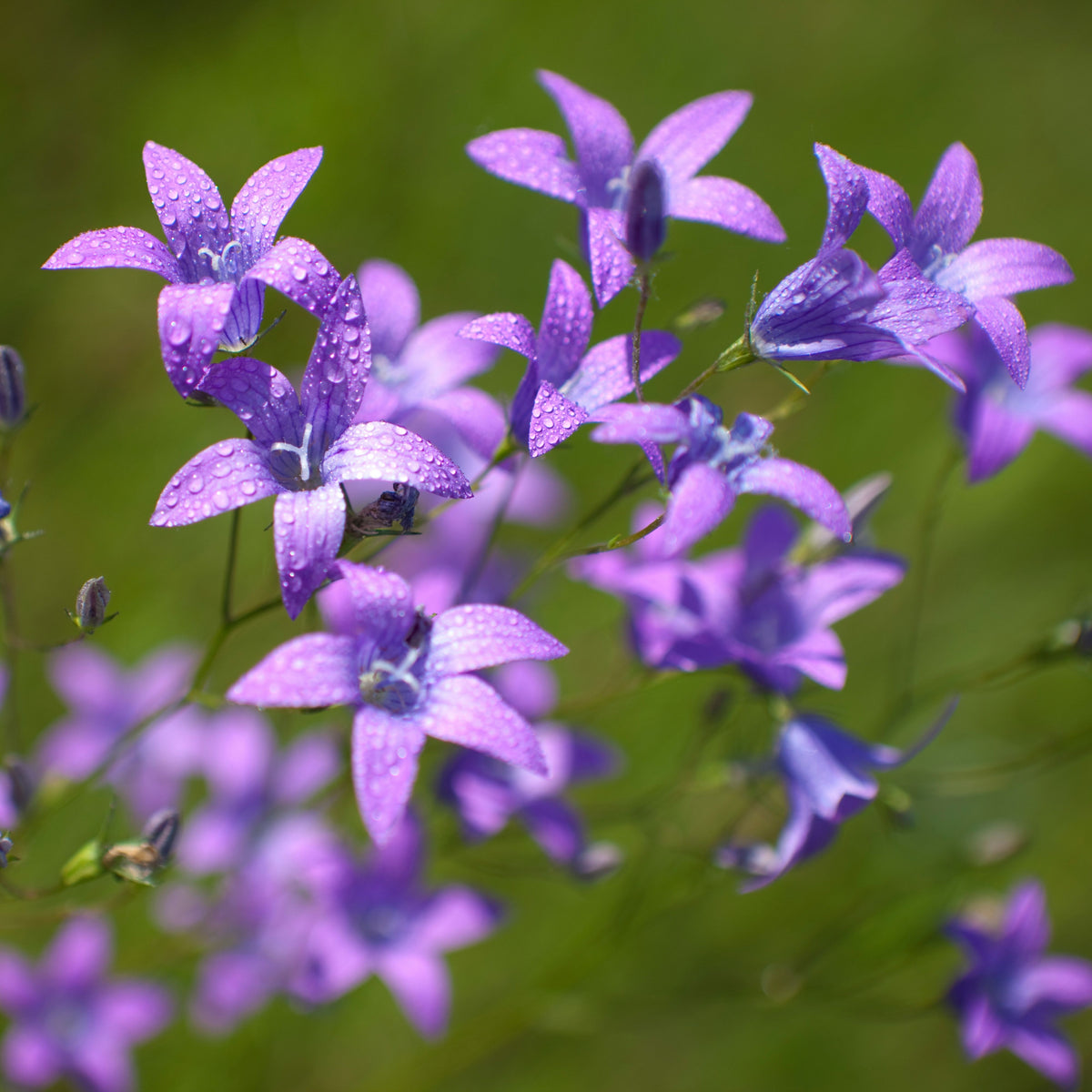 20s| Campanula portenschlagiana - Bellflowers Seeds – Heirloom, Non-GMO, Easy to Grow Perennial, Perfect for Borders, Rock Gardens, Cottage Gardens, and Pollinator-Friendly Landscapes#8063