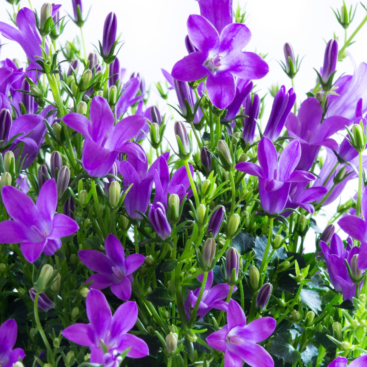 20s| Campanula portenschlagiana - Bellflowers Seeds – Heirloom, Non-GMO, Easy to Grow Perennial, Perfect for Borders, Rock Gardens, Cottage Gardens, and Pollinator-Friendly Landscapes#8063