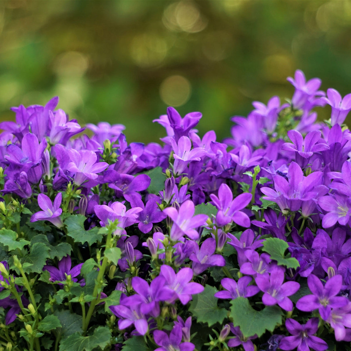 20s| Campanula portenschlagiana - Bellflowers Seeds – Heirloom, Non-GMO, Easy to Grow Perennial, Perfect for Borders, Rock Gardens, Cottage Gardens, and Pollinator-Friendly Landscapes#8063