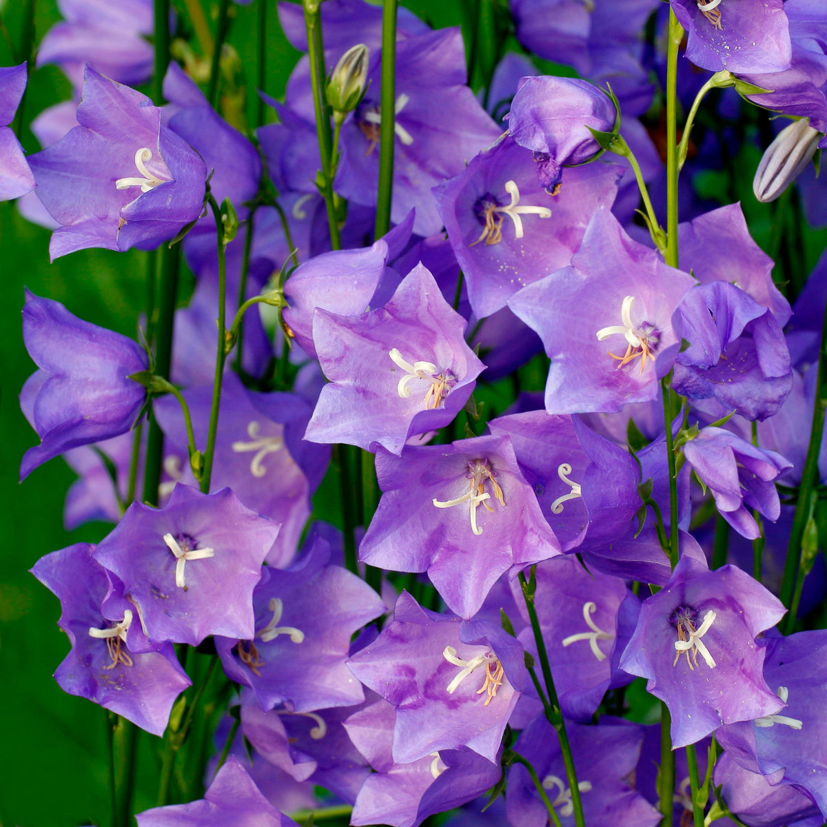 20s| Campanula Persicifolia 'Telham Beauty' - Authentic Seeds - Perennial ~ GMO Free~~Flower seeds ~ Asian Garden~ Herbs #806420s|