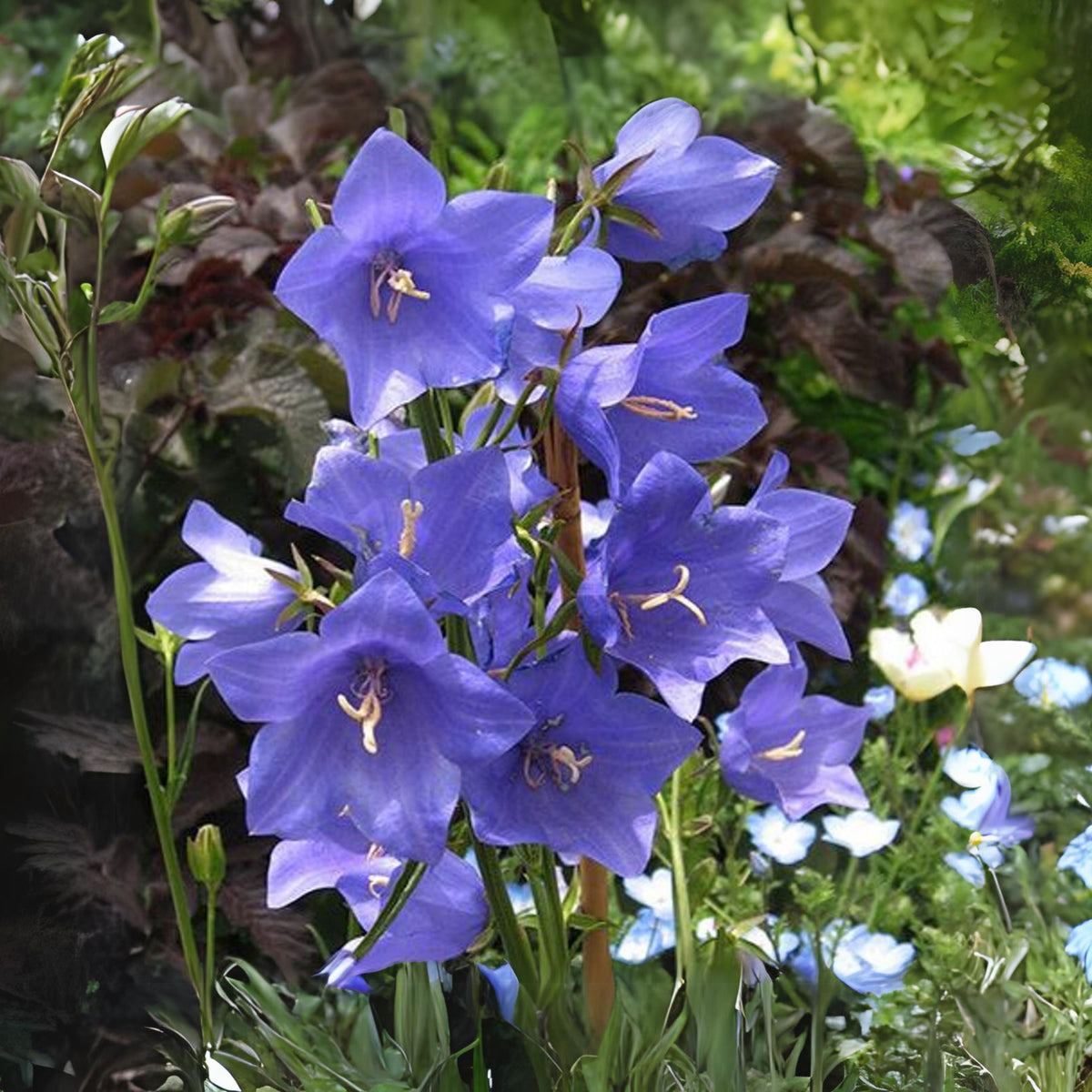 20s| Campanula Persicifolia 'Telham Beauty' - Authentic Seeds - Perennial ~ GMO Free~~Flower seeds ~ Asian Garden~ Herbs #806420s|