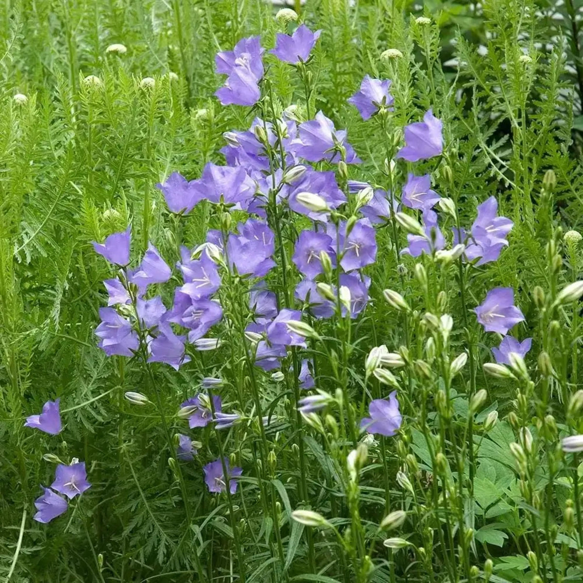 20s| Campanula Persicifolia 'Telham Beauty' - Authentic Seeds - Perennial ~ GMO Free~~Flower seeds ~ Asian Garden~ Herbs #806420s|