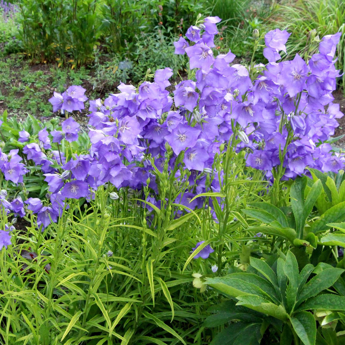 20s| Campanula Persicifolia 'Telham Beauty' - Authentic Seeds - Perennial ~ GMO Free~~Flower seeds ~ Asian Garden~ Herbs #806420s|