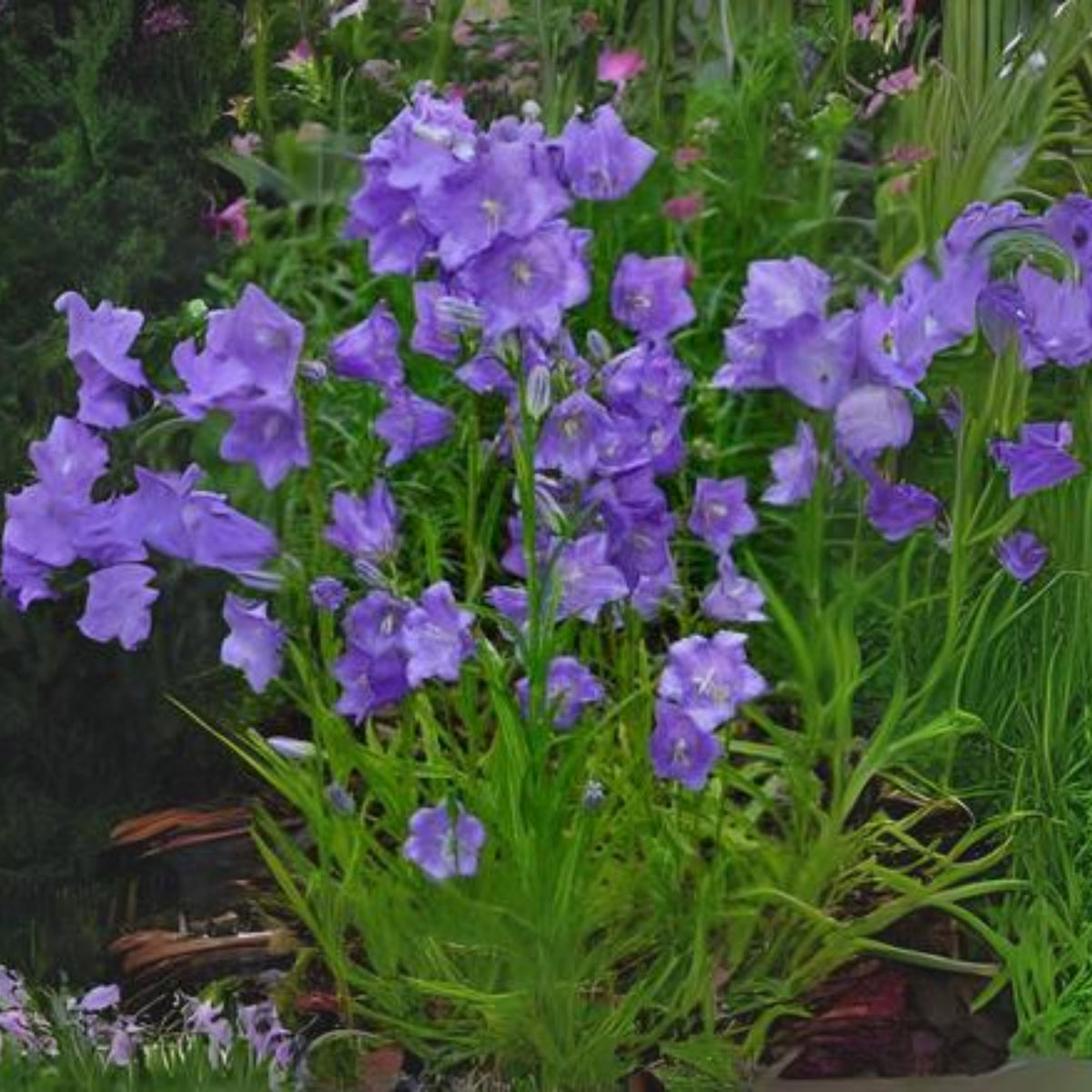 20s| Campanula Persicifolia 'Telham Beauty' - Authentic Seeds - Perennial ~ GMO Free~~Flower seeds ~ Asian Garden~ Herbs #806420s|