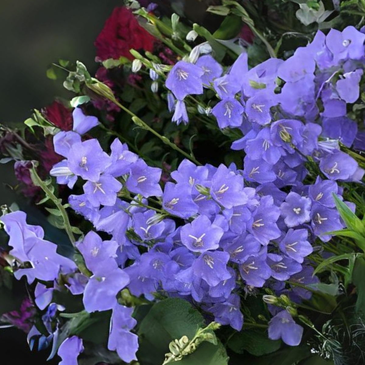 20s| Campanula Persicifolia 'Telham Beauty' - Authentic Seeds - Perennial ~ GMO Free~~Flower seeds ~ Asian Garden~ Herbs #806420s|